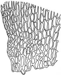 Fifea aciphylla. Alar cells of branch leaf. Drawn from A.J. Fife 9168, CHR 476986.
 Image: R.C. Wagstaff © New Zealand Institute for Bioeconomy Science Limited 2026 CC-BY 3.0 NZ